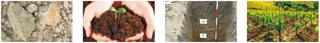 Soil Vitality