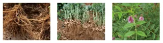 Soybean Rhizobium Agent